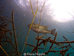 In our local quarry turned dive lake, I spotted this big ... by Ilena Nipple 